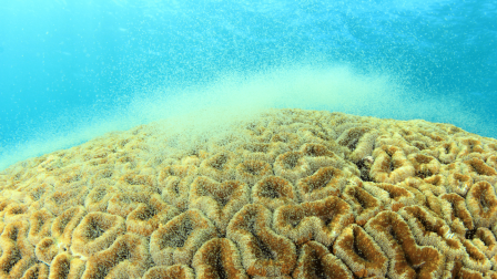 A korallok nincsenek felkészülve a jövőbeli éghajlatváltozás kezelésére