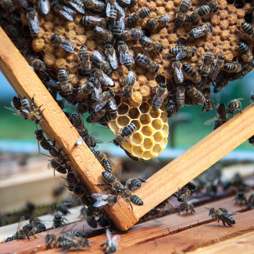 Kutatók találtak egy mikrobát, mely megmentheti a méheket a pusztulástól