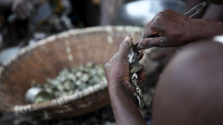 Így teszi tönkre a gambiai osztrigatenyésztőket a klímaváltozás