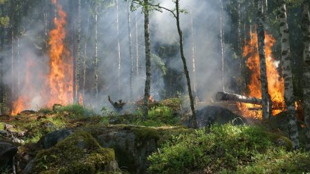 Felhő alapú intelligens riasztórendszer jelzi előre az erdőtüzeket Szardínián