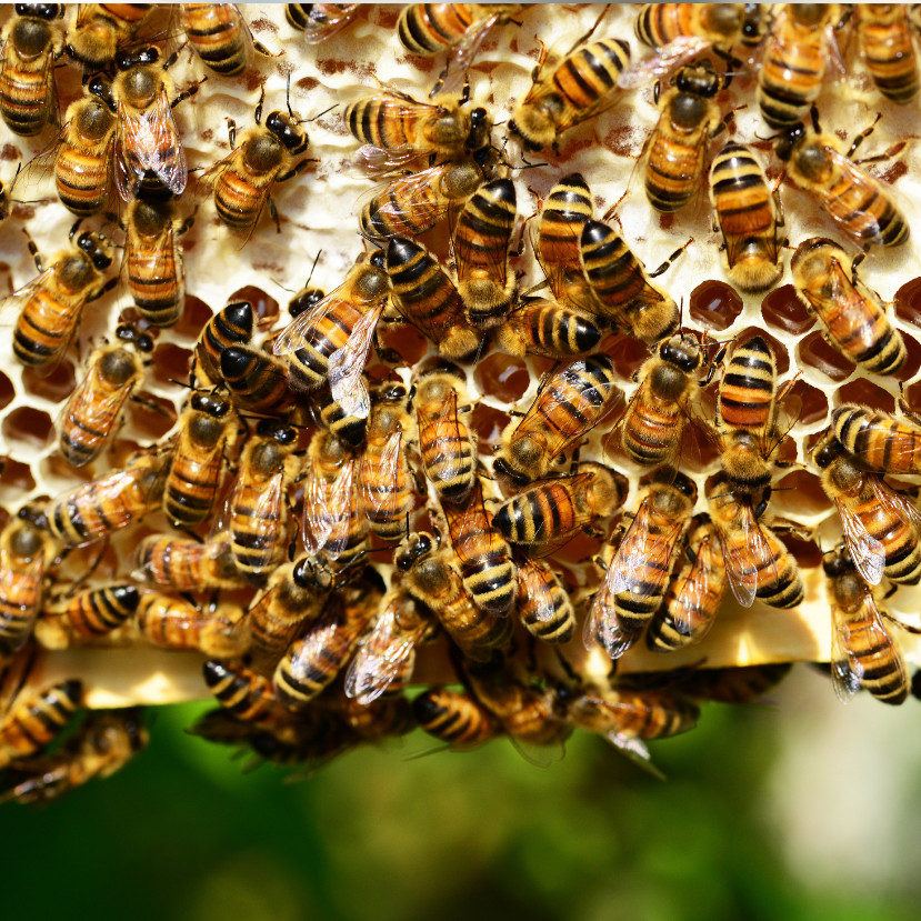 18 millió méh pusztult el a faj jövőjének érdekében