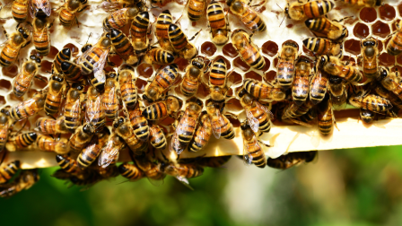 18 millió méh pusztult el a faj jövőjének érdekében