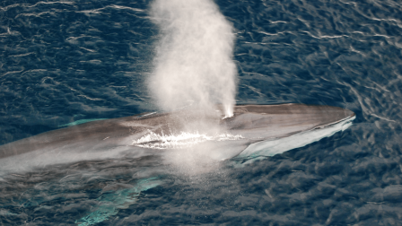 Az egykor kihalással fenyegetett hatalmas bálnák visszatértek az Antarktisz vizeire