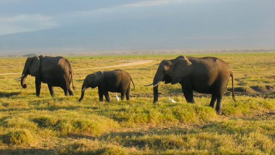 A klímaváltozás több elefántot öl meg mint az orvvadászok