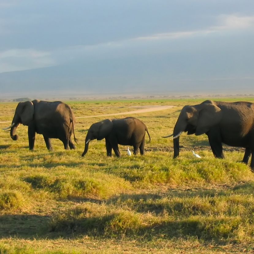 A klímaváltozás több elefántot öl meg mint az orvvadászok