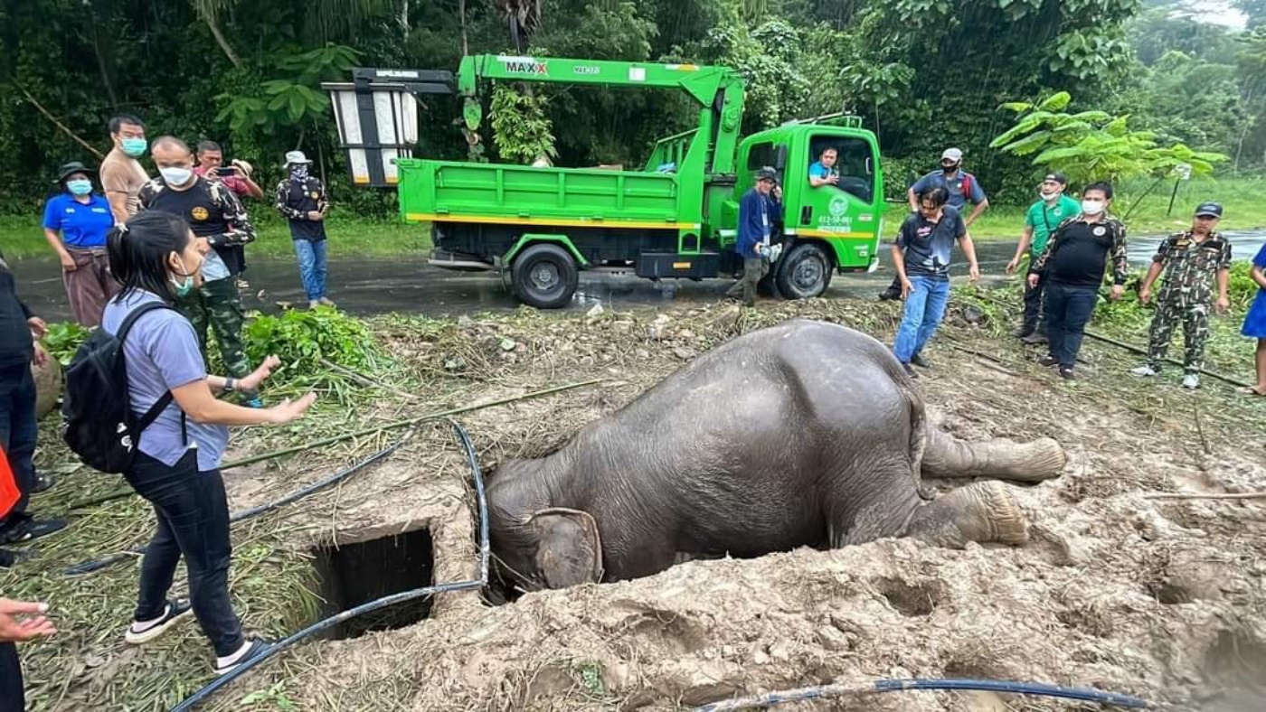 Gödörbe esett elefántot és kicsinyét mentették ki Thaiföldön – videó