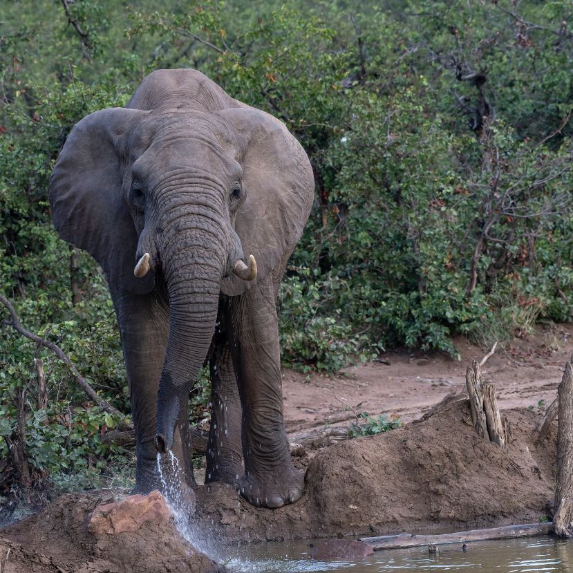 Szaporodnak az emberek és elefántok közötti konfliktusok Gabonban