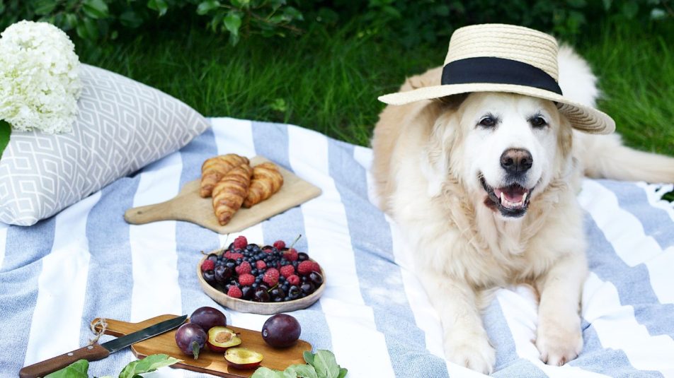 kutya piknik