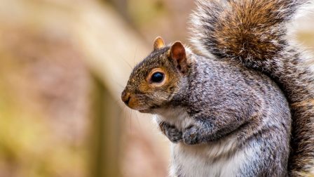 Édességbe bújtatott fogamzásgátlóval harcolnának az invazív mókusok ellen