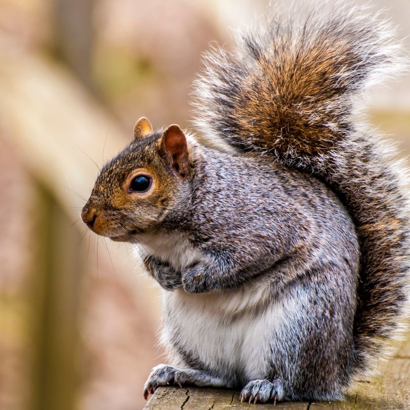 Édességbe bújtatott fogamzásgátlóval harcolnának az invazív mókusok ellen