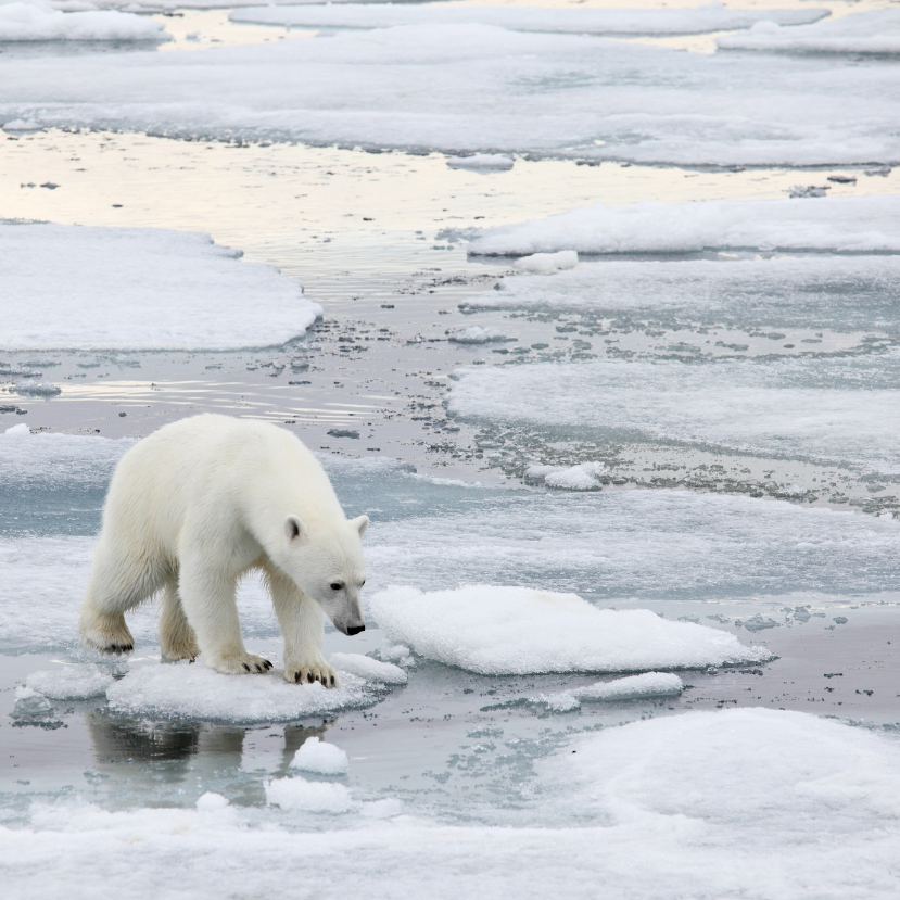 A jegesmedvék szeméttelepeken próbálnak táplálékhoz jutni
