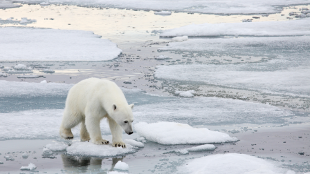 A jegesmedvék szeméttelepeken próbálnak táplálékhoz jutni