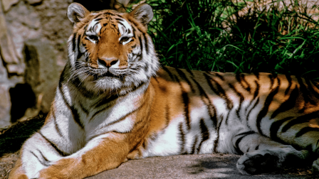 Megérkezett Ágnes, a tigris a budapesti állatkertbe