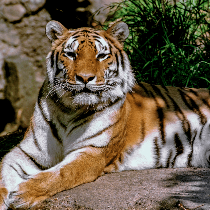 Megérkezett Ágnes, a tigris a budapesti állatkertbe