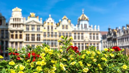 A hőség miatt idén cserepes növényekből rakták ki a brüsszeli virágszőnyeget