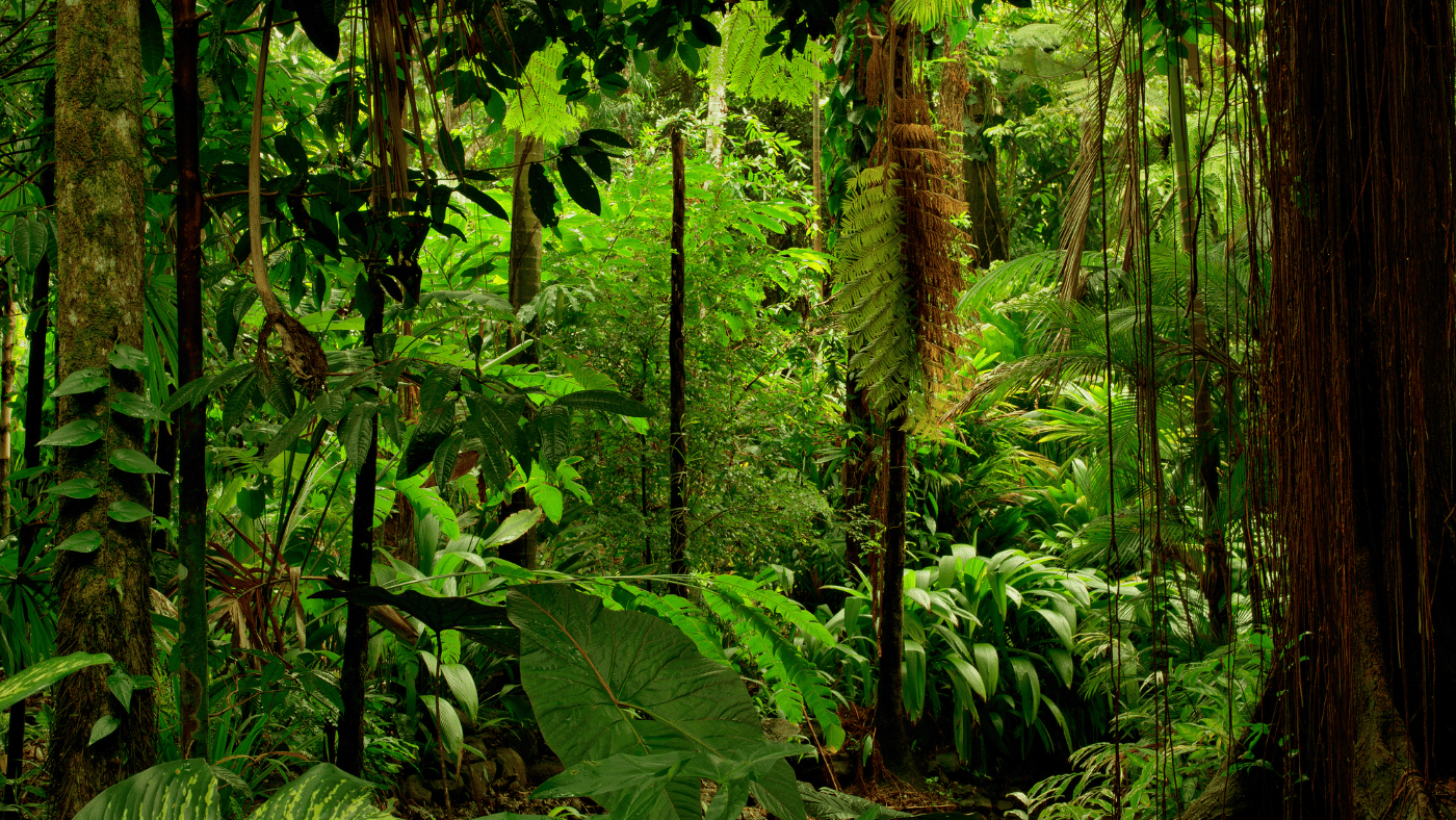 A biológiai sokféleség helyreállítása Brazília erdeiben
