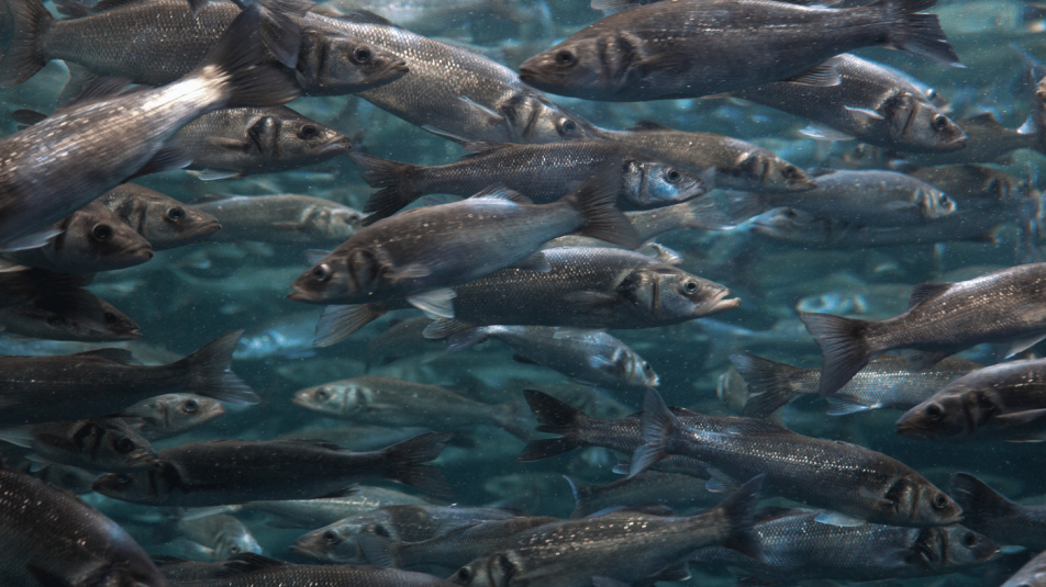 A klímaváltozás növeli a halak tömeges kipusztulásának gyakoriságát