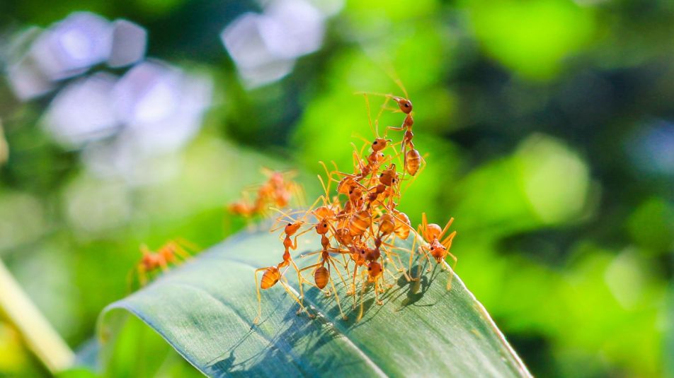 Hatékonyabbak a hangyák a növények megvédésében, mint a kemikáliák
