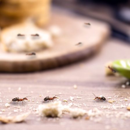 Hogyan védekezzünk a hangyák ellen természetes módon?