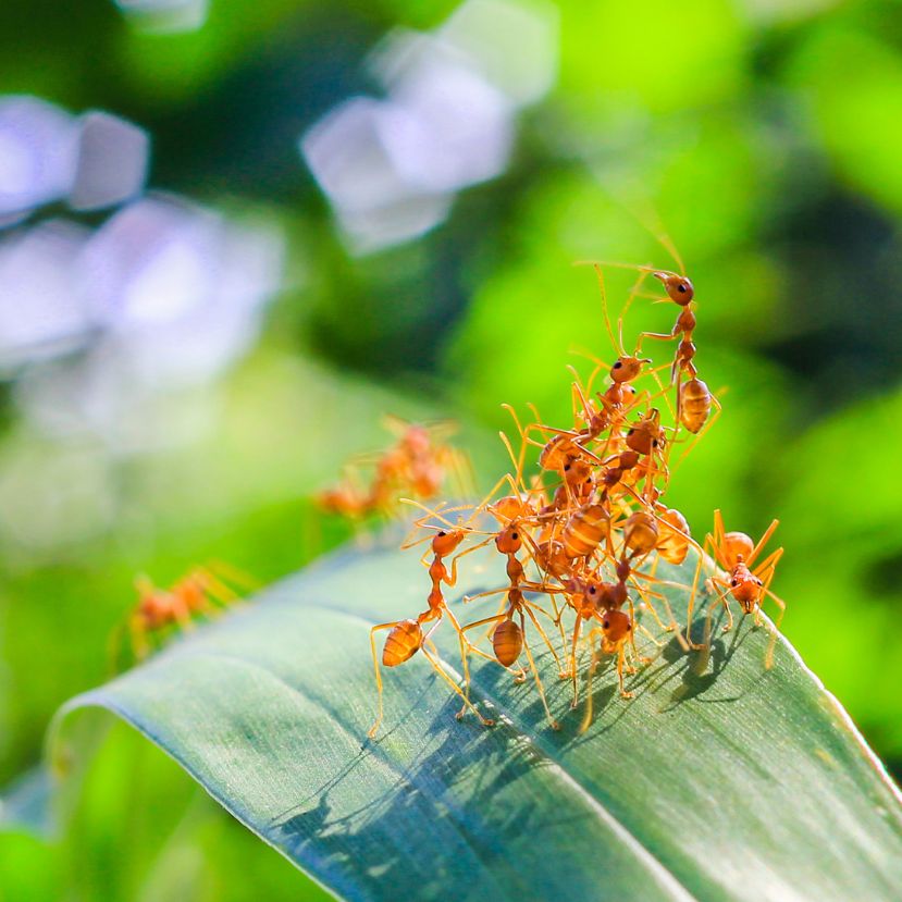 Hatékonyabbak a hangyák a növények megvédésében, mint a kemikáliák
