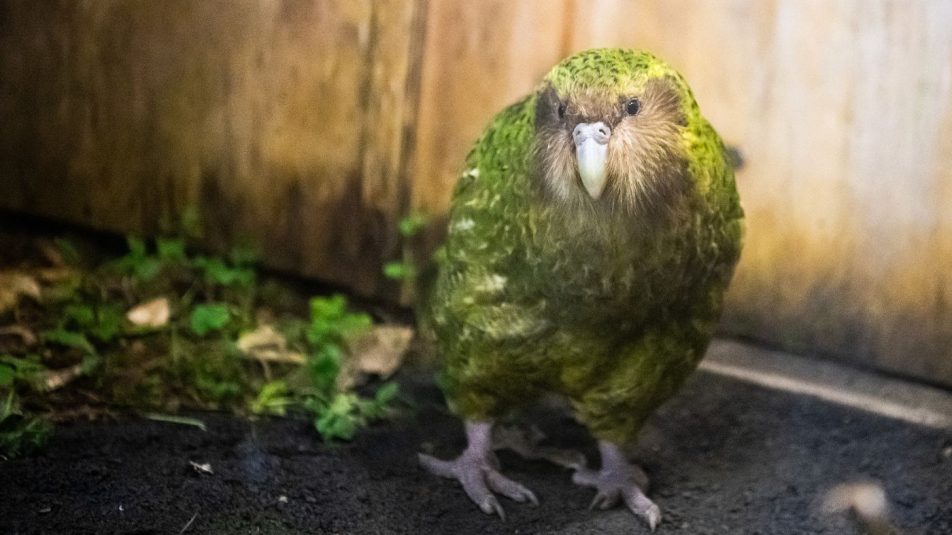kakapó