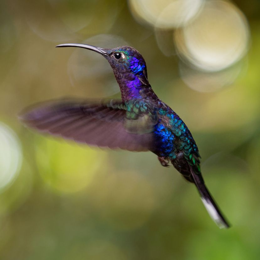 Egy eltűnt kolibrifajt fedeztek fel ismét