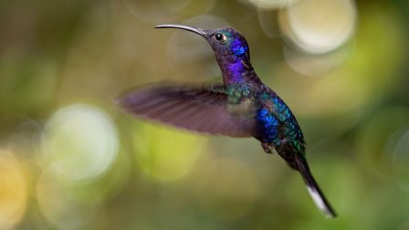 Egy eltűnt kolibrifajt fedeztek fel ismét