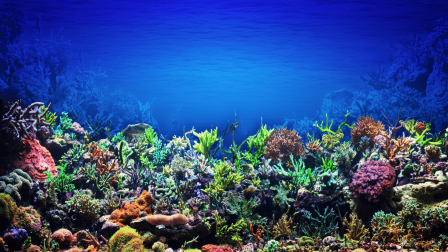 Csodálatos hír: a Nagy-korallzátony jobban van!