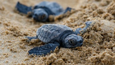 A hőség miatt szinte csak nőstény teknősök születnek
