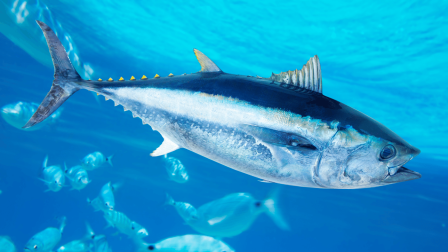 A nemzetközi fellépések kifizetődnek a kékúszójú tonhal számára