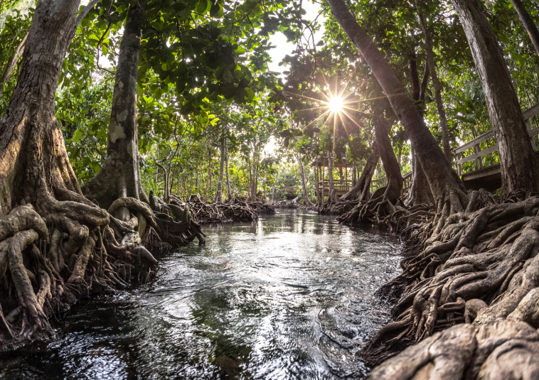 A mangroveerdők már 5000 éve enyhítik az éghajlatváltozást