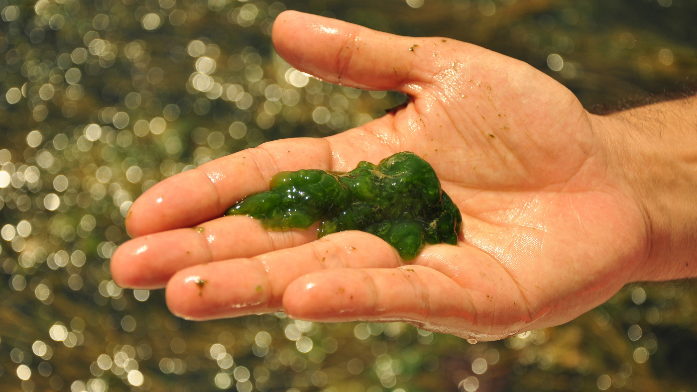 Az algák segíthetnek kilábalni az ökológiai válságból