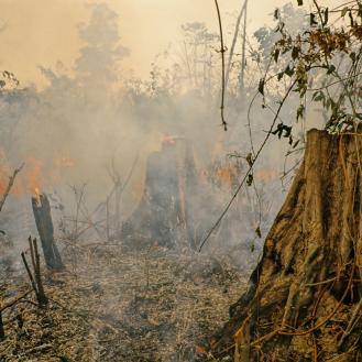 A világ központi bankjai finanszírozzák az esőerdők pusztítását