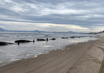 Több száz bálna vetődött partra Ausztrália partjainál