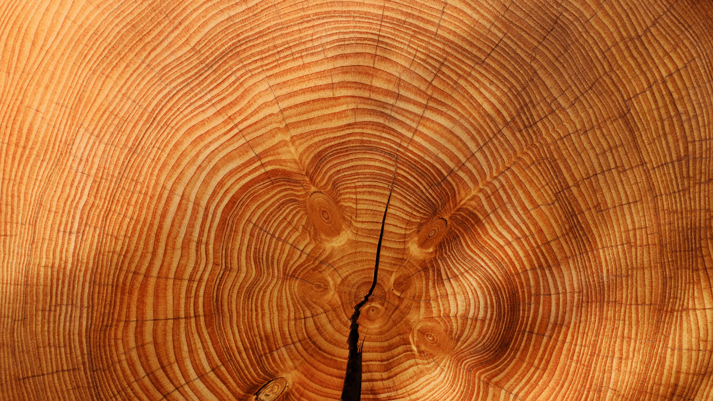 A „világ legmagányosabb fája” segít megválaszolni az éghajlati kérdéseket