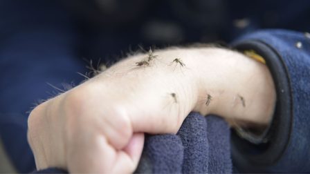 Egyre több embert fertőz meg a szúnyogok által terjesztett nyugat-nílusi láz Észak-Olaszországban