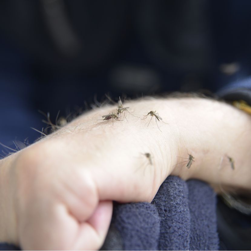 Egyre több embert fertőz meg a szúnyogok által terjesztett nyugat-nílusi láz Észak-Olaszországban