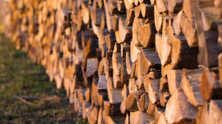 A WWF Magyarország szerint továbbra is aggódnunk kell a fakitermelés miatt