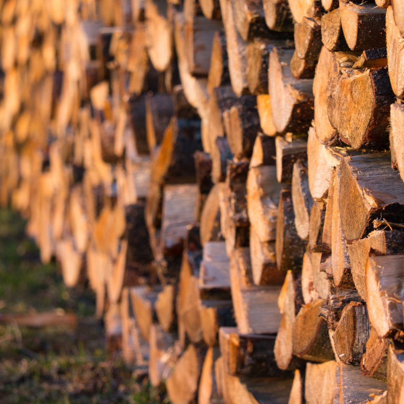 A WWF Magyarország szerint továbbra is aggódnunk kell a fakitermelés miatt