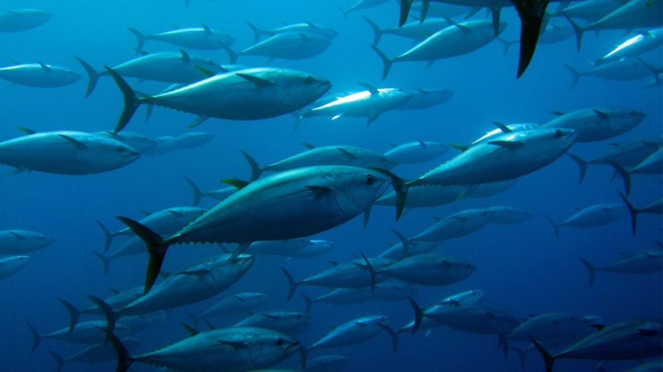 Az édesvízi halak negyedét fenyegeti a kihalás veszélye
