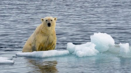 jegesmedve egy olvadó jégtáblán