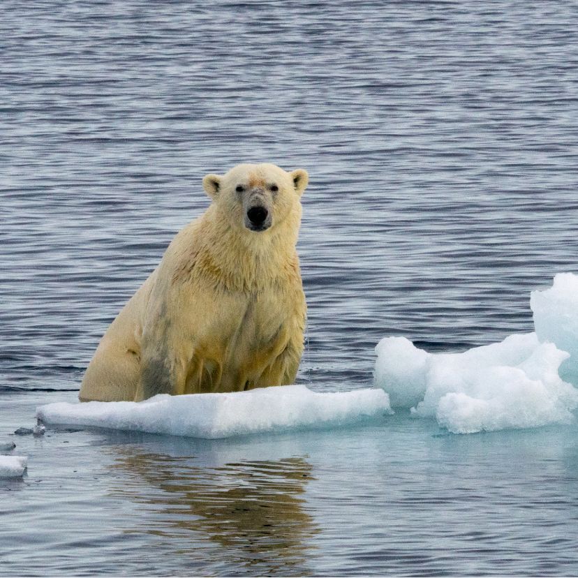Az olvadás miatt ellehetetlenülhet a jegesmedvék nyári táplálkozása