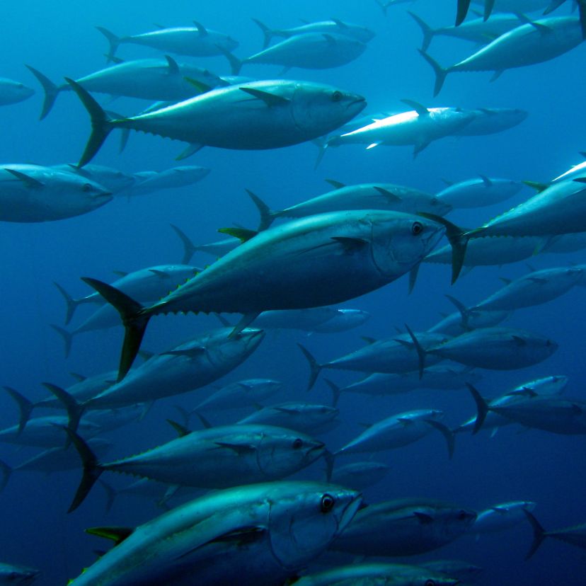 Az édesvízi halak negyedét fenyegeti a kihalás veszélye