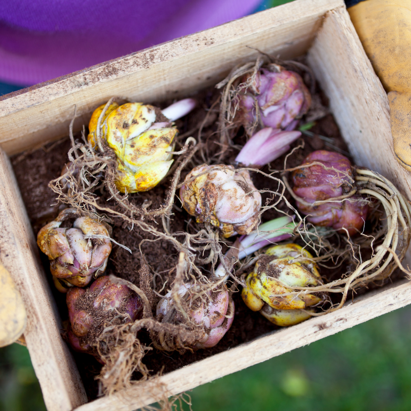 Virághagymák ültetése: a 6 legfontosabb tudnivaló