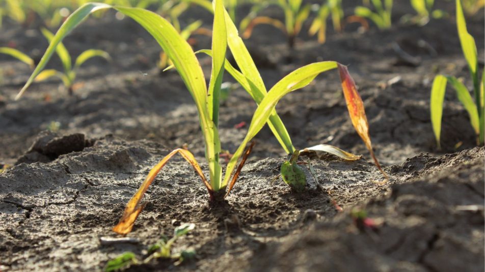 A Stanford kutatói szerint a növényi folyamatok segíthetnek a szárazságok előrejelzésében