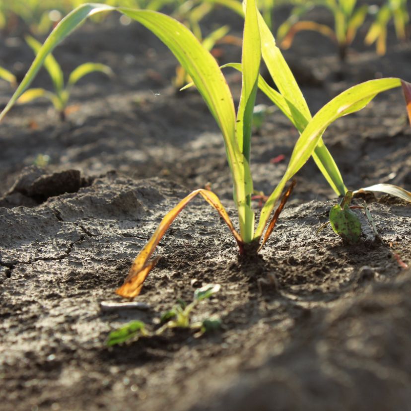 A Stanford kutatói szerint a növényi folyamatok segíthetnek a szárazságok előrejelzésében