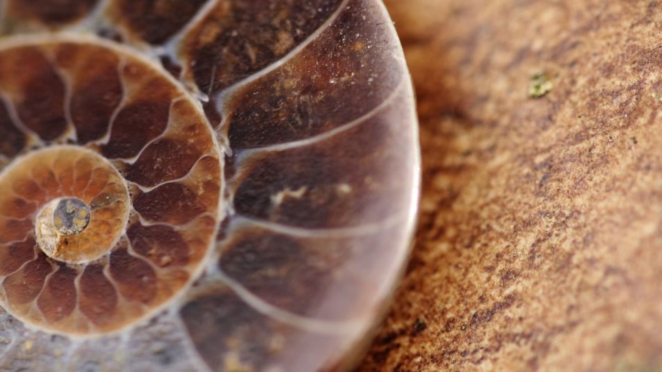 Szőrös csigát fedeztek fel egy 99 millió éves borostyánban