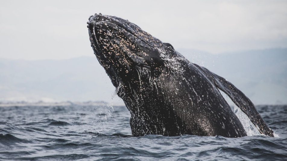 Kevesebb, mint felére csökkent az Észak-Amerika nyugati partjánál élő szürke bálnák száma
