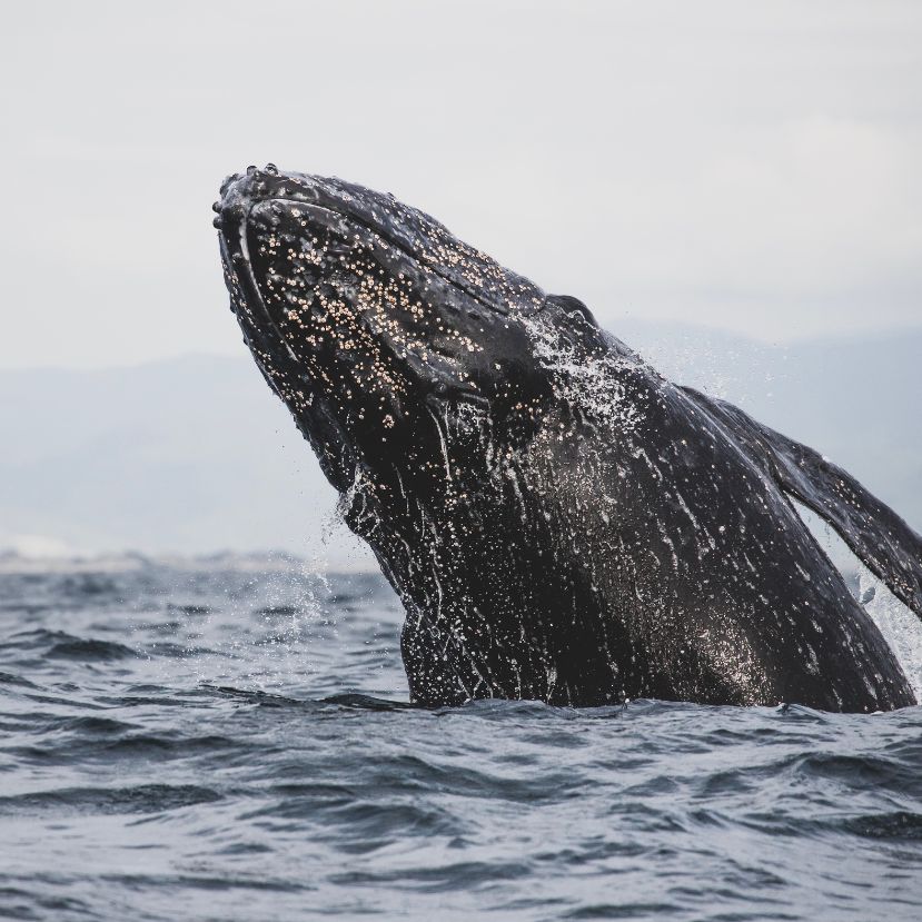 Kevesebb, mint felére csökkent az Észak-Amerika nyugati partjánál élő szürke bálnák száma