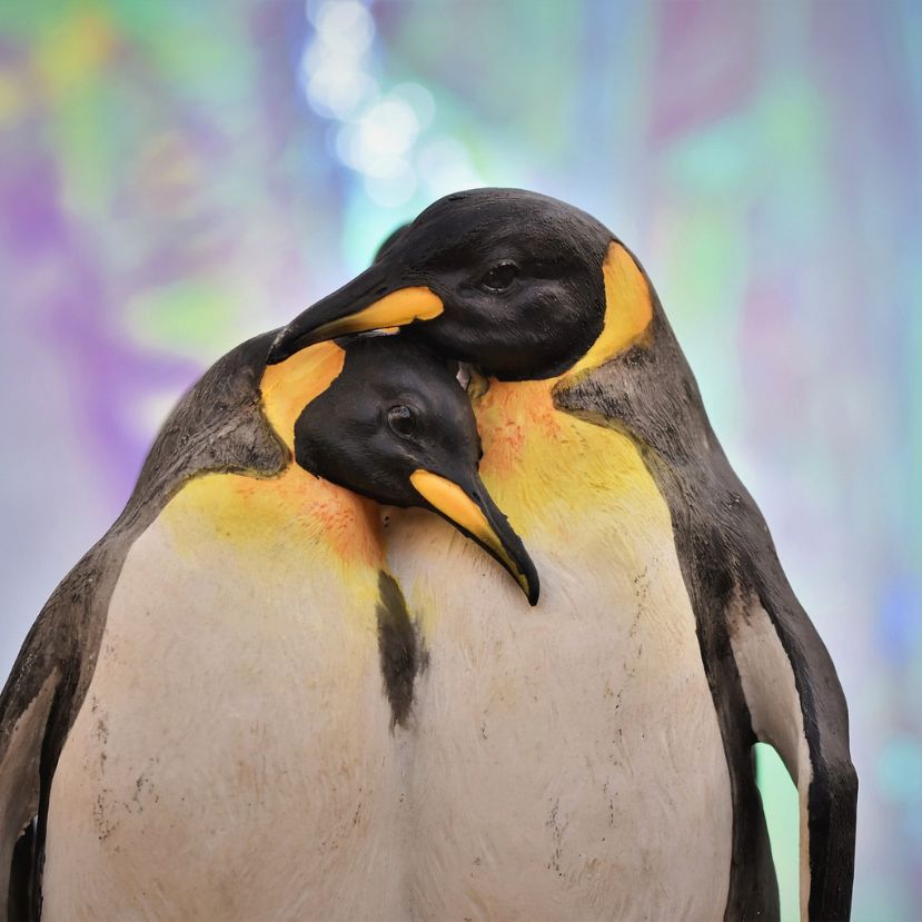 Kihalás veszélyezteti a császárpingvineket  